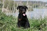 BEAUCERON - PUPPIES 179